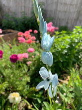 Load image into Gallery viewer, Ixia Amethystina