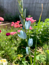 Load image into Gallery viewer, Ixia Amethystina