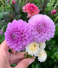 Load image into Gallery viewer, Dahlia Shirley Yeoman