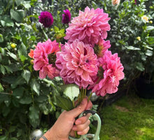 Load image into Gallery viewer, Dahlia Sultan