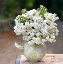 Load image into Gallery viewer, Yarrow/Achillea The Pearl 1pk