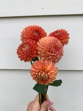 Load image into Gallery viewer, Dahlia Florelie Angostura