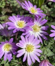 Load image into Gallery viewer, UVP Anemone Charmer 10pk