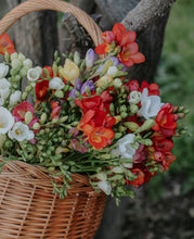 Load image into Gallery viewer, Freesia Giant Mixed 7pk