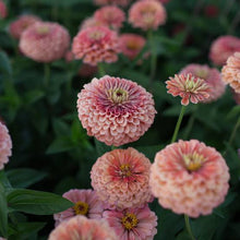 Load image into Gallery viewer, Zinnia Benary's Salmon Rose