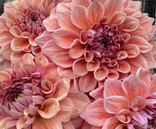 Load image into Gallery viewer, Dahlia West Coast