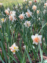 Load image into Gallery viewer, Daffodil Replete 2pk