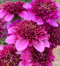 Load image into Gallery viewer, Dahlia Purex