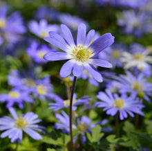Load image into Gallery viewer, UVP Anemone Blanda Blue Shades 10pk