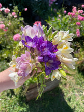 Load image into Gallery viewer, Freesia Giant Mixed 6pk