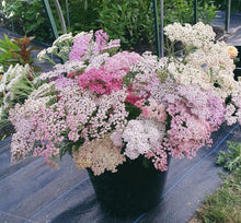 Load image into Gallery viewer, Yarrow/Achillea Summer Pastels 2pk