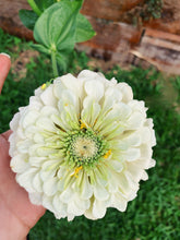 Load image into Gallery viewer, Zinnia Benary's Giant White