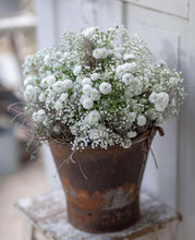 Load image into Gallery viewer, Yarrow/Achillea The Pearl 1pk