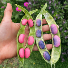 Load image into Gallery viewer, Bean Scarlet Runner