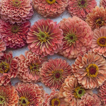 Load image into Gallery viewer, Zinnia Benary's Salmon Rose