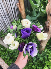 Load image into Gallery viewer, UVP Anemone De Caen Bi-Colour 10pk