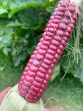 Load image into Gallery viewer, Corn Lavender Clay