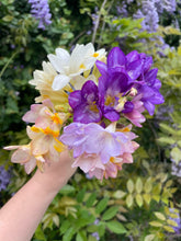 Load image into Gallery viewer, Freesia Giant Mixed 6pk