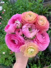 Load image into Gallery viewer, Italian Ranunculi Fablio Mixed 3pk