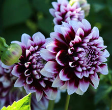 Load image into Gallery viewer, Dahlia Edinburgh