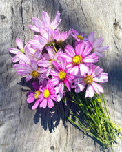 Load image into Gallery viewer, Cosmos Sensation Daydream