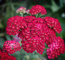 Load image into Gallery viewer, Yarrow/Achillea Cerise Queen 1pk