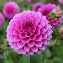 Load image into Gallery viewer, Dahlia Pink Show