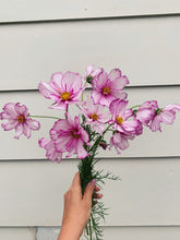 Load image into Gallery viewer, Cosmos Sensation Daydream