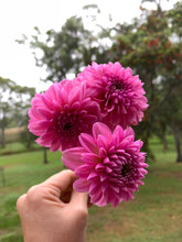 Load image into Gallery viewer, Dahlia Pink Show