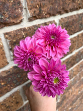 Load image into Gallery viewer, Dahlia Pink Show