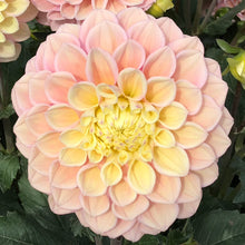 Load image into Gallery viewer, Dahlia Sugartown Sunrise