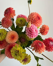Load image into Gallery viewer, Dahlia Florelie Angostura