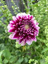 Load image into Gallery viewer, Dahlia Edinburgh