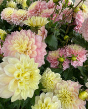 Load image into Gallery viewer, Dahlia Sugartown Sunrise