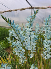 Load image into Gallery viewer, Ixia Amethystina