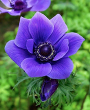 Load image into Gallery viewer, UVP Anemone De Caen Blue 10pk