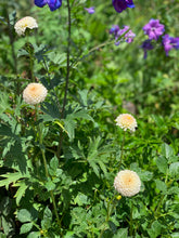 Load image into Gallery viewer, Dahlia Little Angel