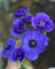 Load image into Gallery viewer, UVP Anemone De Caen Blue 10pk