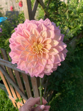 Load image into Gallery viewer, Dahlia Sugartown Sunrise