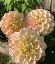 Load image into Gallery viewer, Dahlia Sugartown Sunrise
