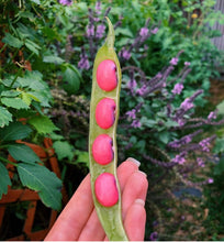 Load image into Gallery viewer, Bean Scarlet Runner