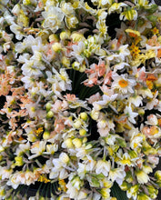 Load image into Gallery viewer, Daffodil Mixed Premium 6pk
