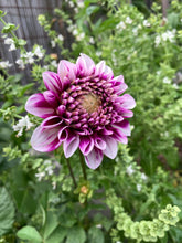 Load image into Gallery viewer, Dahlia Edinburgh