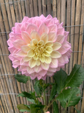 Load image into Gallery viewer, Dahlia Sugartown Sunrise