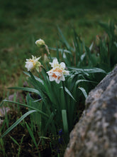 Load image into Gallery viewer, Daffodil Replete 2pk