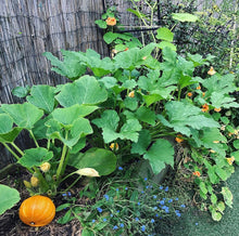 Load image into Gallery viewer, Pumpkin Golden Nugget