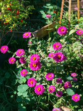 Load image into Gallery viewer, Zinnia Violet Queen