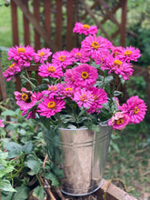 Load image into Gallery viewer, Zinnia Violet Queen