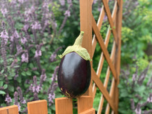 Load image into Gallery viewer, Eggplant Black Beauty