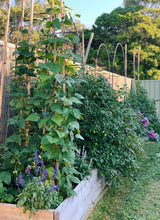 Load image into Gallery viewer, Bean Blue Lake (Climbing)